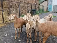 Schaf, Arashan sheep — Foto 7