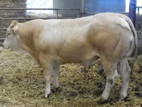 公牛, Blonde d’Aquitane cattle — 照片 2