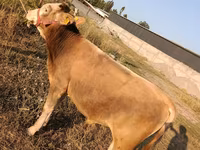 ثور, الماشية — الصورة 2