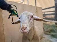公羊, Lacaune sheep — 照片 2