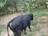 Bull, Red Polled Cow — photo 6