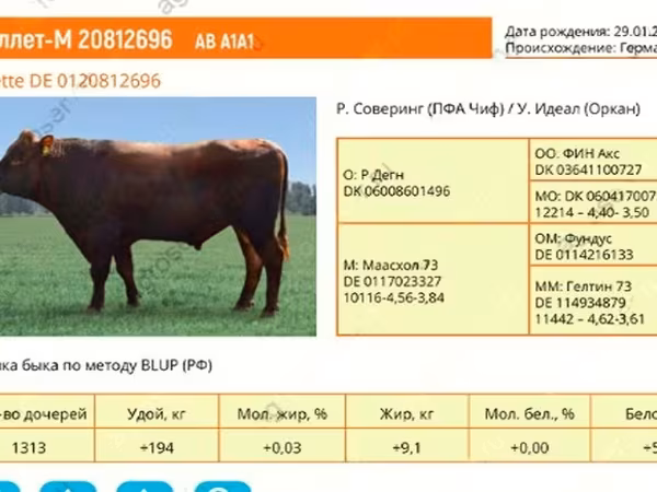 公牛, Aberdeen-Angus