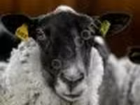 公羊, Romanov sheep — 照片 4
