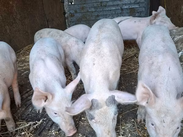 Säue, Schweine