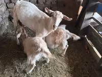Ziege, Saanen goat — Foto 6