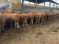 公牛, Limousin cow — 照片 3