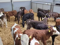 公牛, Cattle — 照片 8