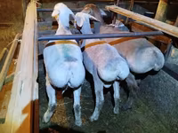 Widder, Rhon sheep — Foto 2