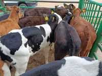 母牛, Limousin cow — 照片 1