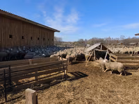 母羊, Kuibyshev sheep — 照片 5