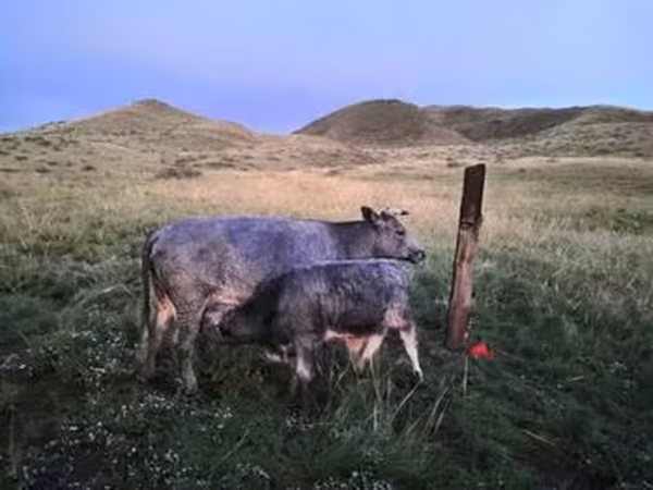 Симментальская порода