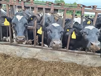 गाय, Simmental cattle — फ़ोटो 6