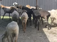 公羊, Hissar sheep — 照片 2