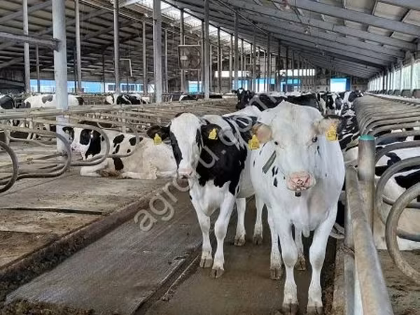 Holstein breed
