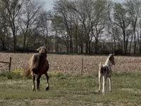 母马, Pinto horses — 照片 7
