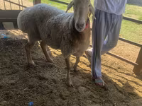 Sheep, Sheep — photo 3