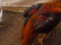 Chickens — الصورة 3