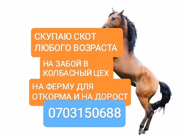 اسب