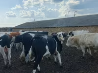 公牛, Russian Black pied cattle — 照片 1