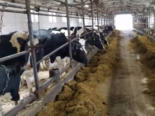 母牛, Holstein breed — 俄罗斯