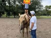 Caballo, Quarter Horse — foto 7