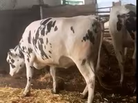 公牛, Russian Black pied cattle — 照片 7