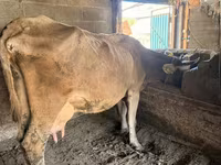 Vaca, Swiss cattle — foto 1