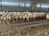公羊, Charollais sheep — 照片 4