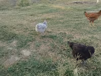 Chickens — Foto 4