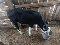 母牛, Cattle — 照片 2