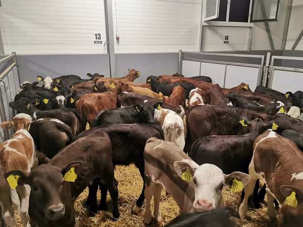 公牛, Cattle