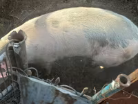 公猪, Pigs — 照片 3