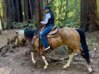 घोड़ी, Quarter Horse — फ़ोटो 5
