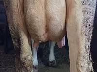 Cow, Swiss cattle — photo 3
