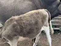 母牛, Cattle — 照片 8