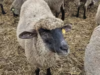 भेड़, Blackheaded Persian sheep — फ़ोटो 2