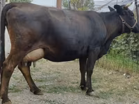 بقرة, Simmental cattle — الصورة 2