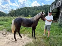 母马, Rocky Mountain Horse — 照片 6