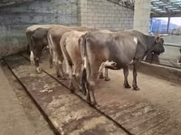 Bull, Cattle — photo 2