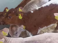 公牛, Simmental cattle — 照片 5