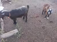 公山羊, Goats — 照片 1