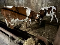 公牛, Cattle — 照片 2