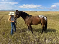 حصان, Horses of Sable Island — الصورة 5