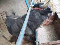 公牛, Cattle — 照片 2