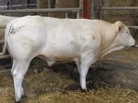 ثور, Blonde d’Aquitane cattle — الصورة 5