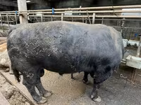 公牛, Aberdeen-Angus — 照片 2