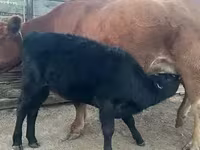 Cow, Holstein breed — photo 8