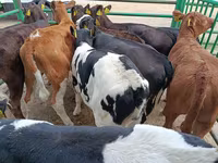 母牛, Limousin cow — 照片 2