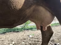 母牛, Alatau breed — 照片 1