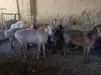 Sheep, Sheep — photo 3